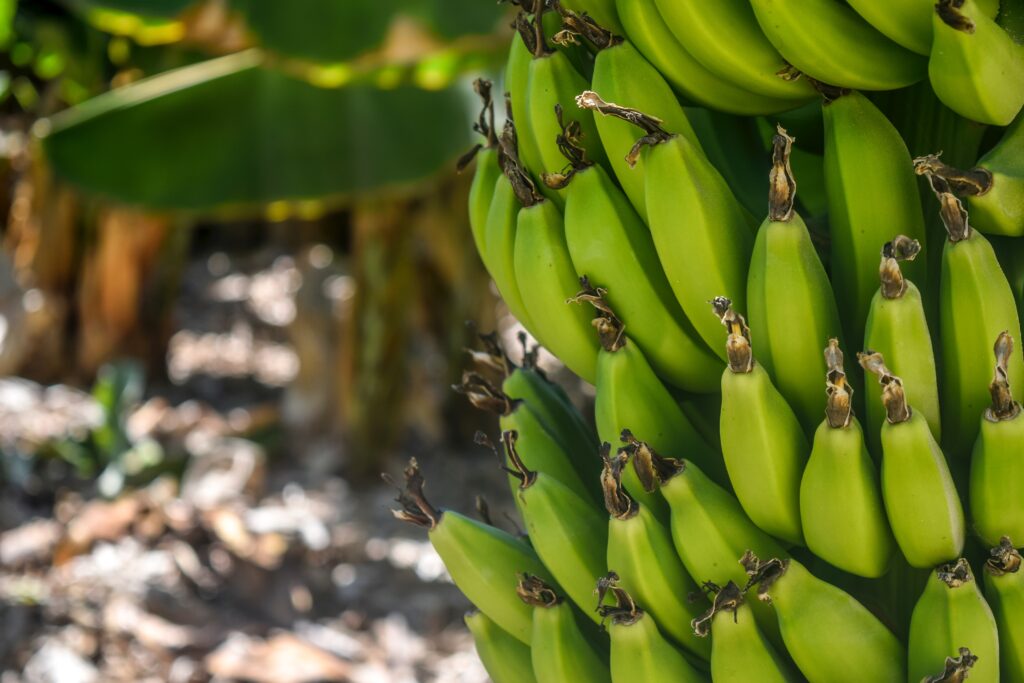 Banana Protein